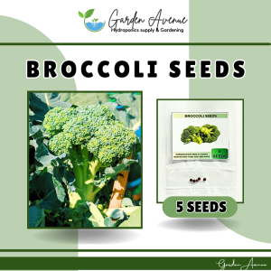 SULIT PACK! F1 BROCCOLI SEEDDS (5 PCS SEEDS) - GREEN TOP VARIETY/HYBRID/FIRM FLOWER/EASY TO GROW/MORE PROFIT