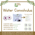 Water Convolvulus Flower Seeds Plant Seeds. 