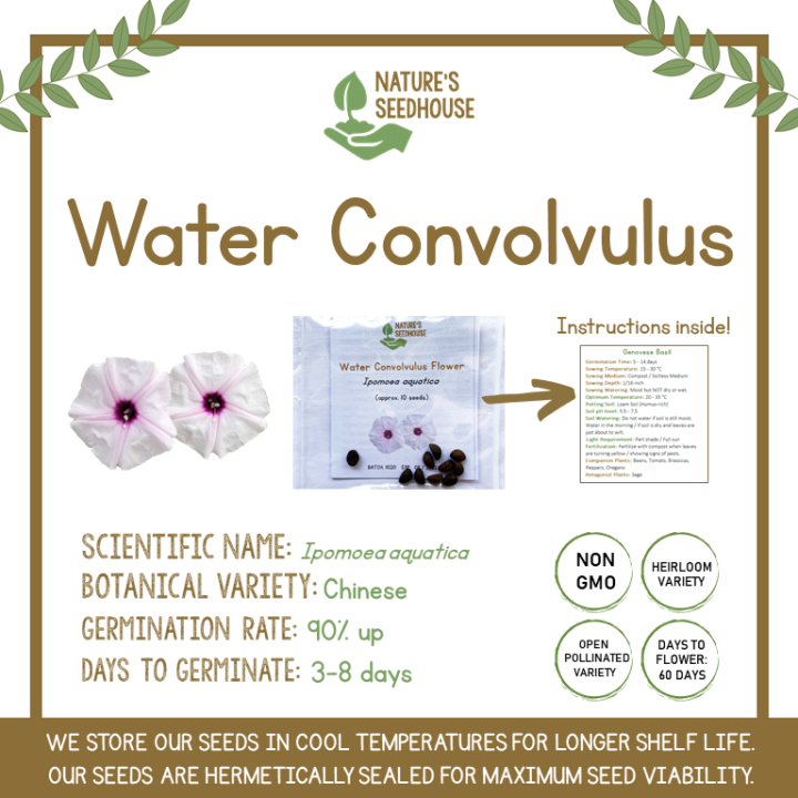 Water Convolvulus Flower Seeds Plant Seeds