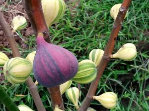 Bibit Buah Tin BNR ( Bardissote Negra Rimada ) Super JUMBO