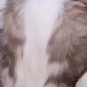 Cat Comb Sikat Kucing Self Cleaning  Hair Remover Comb  Dog Brush Cat Grooming Tools Cat Dog Accessories