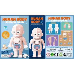 Mainan Anak Anatomi Tubuh Manusia Edukasi Anatomy Organ Body Manekin Boneka 3D DIY