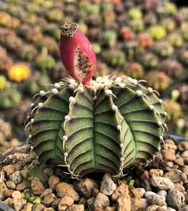 Xương rồng gym LB