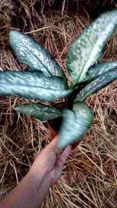 ไม้มงคล อุดมทรัพย์ขาว ไม้มงคลอโกลนีมา ปลูกแล้วรวย ไม้ฟอกอากาศ ปลูกเสริมบารมี