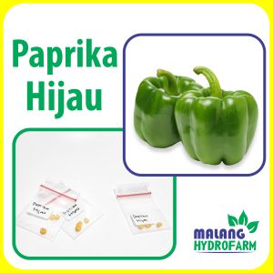 Benih Paprika Hijau Unggulan buah berkualitas biji bibit pepper cabai tomat hydroponik hidroponik