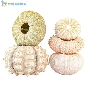 9TH Coquillage Sea Urchin Natural Shell Conch Mediterranean Aquarium Bonsai Seashell