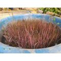 คุ้มสุด+++ #ข้าวสีชมพู#ข้าวสรรพสี#พริ้งเลดี้#พันธุ์ข้าวสีชมพูชุดทดลองปลูกสำหรับปลูกประดับ#ข้าวสีชมพู#ต้นไม้สีชมพู#ดอกไม้ชมพู ราคาคุ้มค่า พรรณ ไม้ น้ำ พรรณ ไม้ ทุก ชนิด พรรณ ไม้ น้ำ สวยงาม พรรณ ไม้ มงคล. 