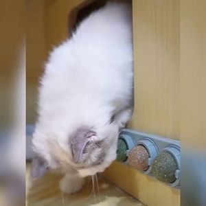 Upgraded 4 in 1 Catnip Ball Toy Rotating Self-Adhesive Cat Mint Ball (Appetite Boost)
