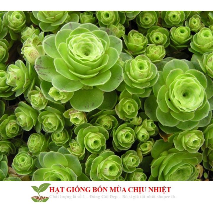 MJ261%20H%E1%BA%A1t%20gi%E1%BB%91ng%20sen%20%C4%91%C3%A1%20hoa%20h%E1%BB%93ng%20xanh%2020%20h%E1%BA%A1t%20-%20Image%204