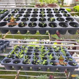 [tray only] 40 holes seedling tray plant box Seed Germination Tray 40 Holes Seedling & Grow Starter Tray for Seed Germination Farm Greenhouse Seed