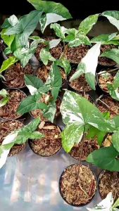 tanaman hias singonium variegata - variegata 3-4 daun - bibit singonium albo variegata
