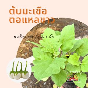 ต้นมะเขือตอแหลขาวใส่ถุงดำ 6 นิ้ว พร้อมลงปลูก ผักออแกนิก ผักสวนครัว ผักสวนครัวปลูกง่าย ผักสวนครัวพร้อมปลูก