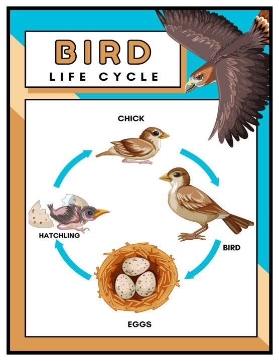 BIRD LIFE CYCLE CHART (LAMINATED, A4 SIZE) | Lazada PH