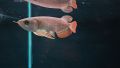 4-5"inch Banjar Red Arowana (Grade AA) 班嘉红龙鱼. 