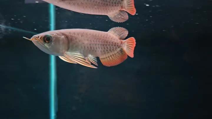 4-5"inch%20Banjar%20Red%20Arowana%20(Grade%20AA)%20%E7%8F%AD%E5%98%89%E7%BA%A2%E9%BE%99%E9%B1%BC%20-%20Image%203