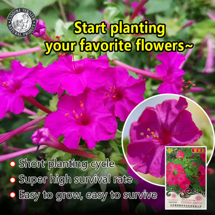 [Spot goods] Four O'clock Flower Seeds (6 Seed) Mirabilis Jalapa 4 o