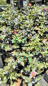 Bibit Bunga Mawar Satu Paket 10 Bibit Udah Ber Bunga Warna Mix