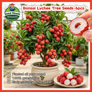 Fast Growing 6pcs Edible Dwarf Lychee Seeds for Sale Sweet Lychee Tree Seeds for Planting Fruits Bonsai Lychee Fruit Plant Fruit Bearing Tree Seeds Indoor Lychee Fruit Seedlings High Yield Lychee Fruit Seed Bonsai Tree Live Plants Lychee Tree Plant Seeds