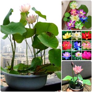 Hạt giống hoa sen mini Nhật nhiều màu - Gói 8 Hạt -tặng kèm gói kích mầm