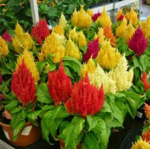 (Gói 250 hạt)Hạt Giống Hoa Mào Gà Lửa F1Dễ Trồng Hoa Nở Siêu Đẹp Mix nhiều màu