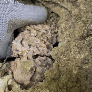 หัวเชื้อจาวปลวก แบบผงหยาบ (500 กรัม) บรรจุในถุงซีล เก็บสดจากสวน แท้ 100% มีความชื้นตามธรรมชาติ สด ใหม่