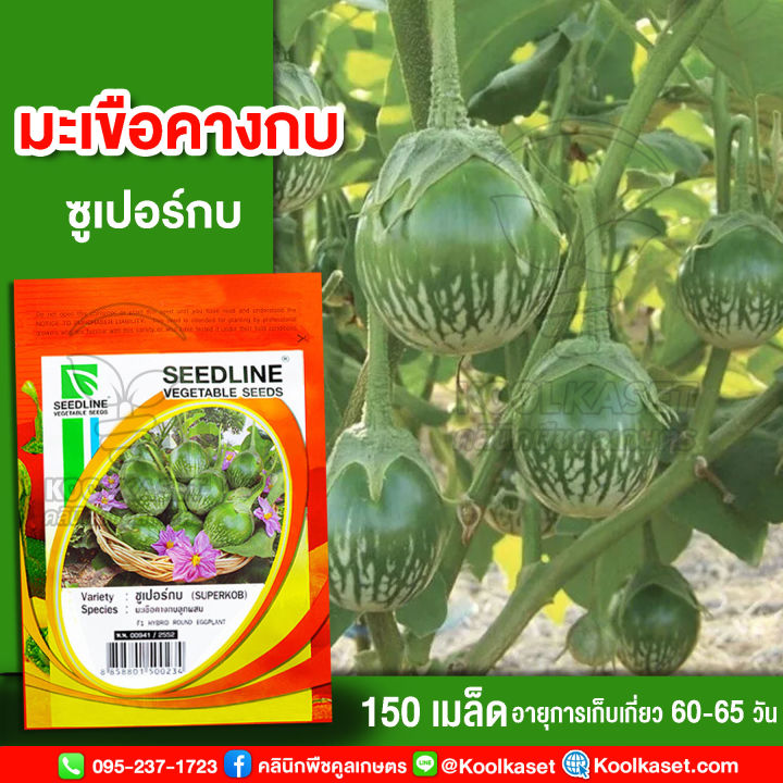 เมล็ดพันธุ์ซีดไลน์ มะเขือคางกบ ซูเปอร์กบ งอกดี โตไว