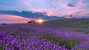 薰衣草种子香草花卉景观花海观赏庭院春播阳台耐寒四季种草花种子