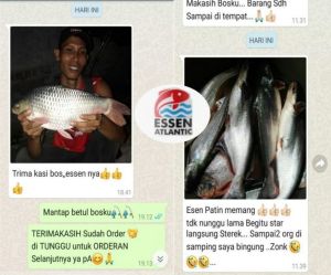 Essen Galatama Patin Atlantic Umpan Pancing 30ml (Promo Beli 2 Gratis 1)