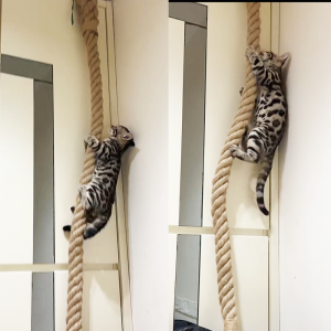 Cat climbing rope with hook ceiling wall mounted kitten scratching post climbing rope toy suitable for indoor and outdoor cats