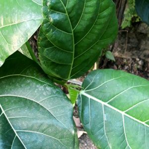 Daun Awar Awar Segar 1 Kg