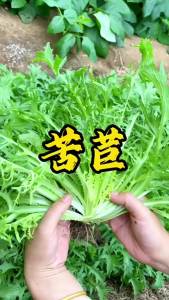 Chicory with fine leaves and yellow heart golden-flowered bitter chicory green-leafed shredded bitter chicory autumn and all-season potted vegetables
