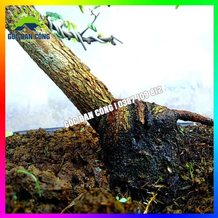 C%C3%A2y%20Me%20Bonsai%20Mini%20D%C3%A1ng%20B%E1%BA%A1t%20Phong%20Gi%C3%B3%20L%C3%B9a%20-%20Image%207