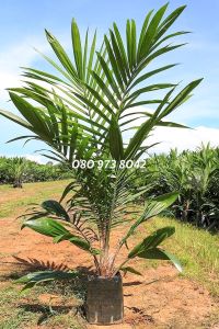 ปาล์ม กล้าปาล์ม ยังกัมบิML161 แท้100%   (รุ่น 12 เดือน)    โทร 098 0130425