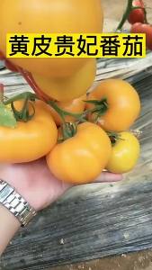 Huang Guifei Yellow Tomato Potted Plant Northeast Persimmon Yellow Tomato Large Fruit Spring Vegetable Potted Plant
