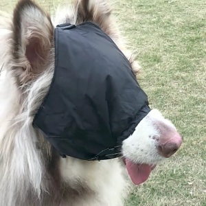 Pet Eye Wrap Scarf: A Gentle Solution for Dog Anxiety