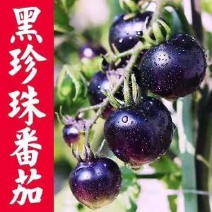 Benih Tomato Ceri Hitam (25 Seeds)/黑珍珠小番茄种子/ Cherry Tomato Black Pearl Seeds