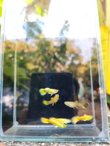 Full Gold ฟลูโกลด์อ่างบัว