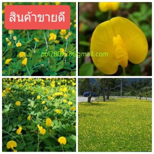 ถั่วบราซิล 300เมล็ด ขายถูก เมล็ดพันธุ์ถั่วบราซิล ปลูกประดับสนามหญ้าเป็นไม้ดอกไม้ประดับตกแต่งสวน