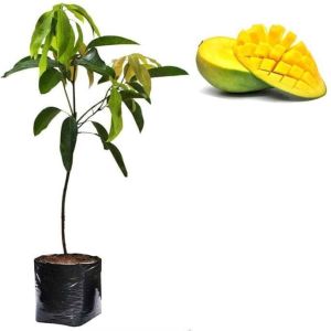 BIBIT BUAH KWENI | Cepat Berbuah | Berbuah Di Dalam Pot | BIBIT OKULASI / SAMBUNG PUCUK