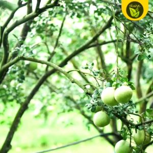 binhi suha pomelo 5 Seeds for planting fruit ree