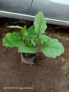 Bibit Pohon Terong Ungu Panjang sayur