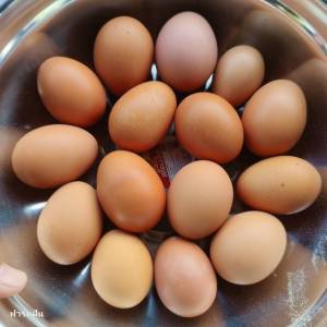 ไข่ไก่อินทรีย์ ออแกนิก เบอร์ 4 เก็บสดใหม่ทุกวัน รับประกันคุณภาพ ไข่ไก่เก็บจากฟาร์ม ไข่แดงดี สดใหม่ ไข่ไก่ธรรมชาติไร้สารเร่ง