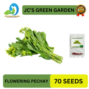 VALUE PACK (70 SEEDS) FLOWERING PECHAY/CHOY-SUM/CHINESE PECHAY/FOR BACKYARD/FARMING/HIGH GERMINATION RATE
