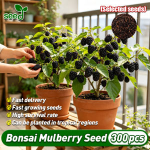 [Selected Seeds] 200pcs/pack Organic Mulberry Seeds for Planting Dwarf Black Mulberry Seeds Mulberry Seedlings Fruit Seeds Bonsai Tree Seeds Balcony Potted Mulberry Live Plants Taiwan Long Mulberry Plant Seeds for Garden Indoor Plants Fast Growing Seeds