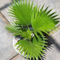 Tanaman Hias Palem Bintang -  Palm Sadeng - pohon hias hidup. 