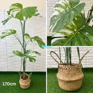 Pohon Artificial Tanaman Hias Monstera Variegata T170 & T190 Latex Cover Purun Belly Dekorasi Kantor