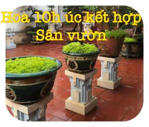 Hoa mười giờ úc màu xanh hoa vàng ( môi trường nắng hoặc bóng râm )