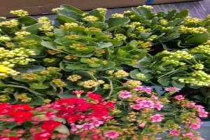 Kalanchoe blossfeldiana 5-6 inch pot  ht-200-300mm ( no choosing of colour) random flower colour of red/yellow/ pink.