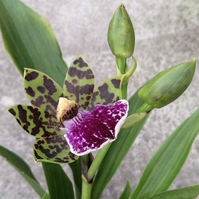 Zygopetalum Orchid (Berbunga)紫香兰(轭瓣兰) In-Spike | Lazada