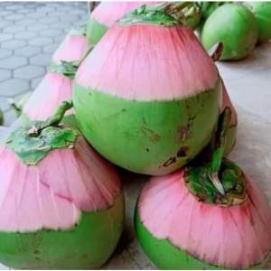 Bibit Kelapa Wulung Serat Pink Genjah Super